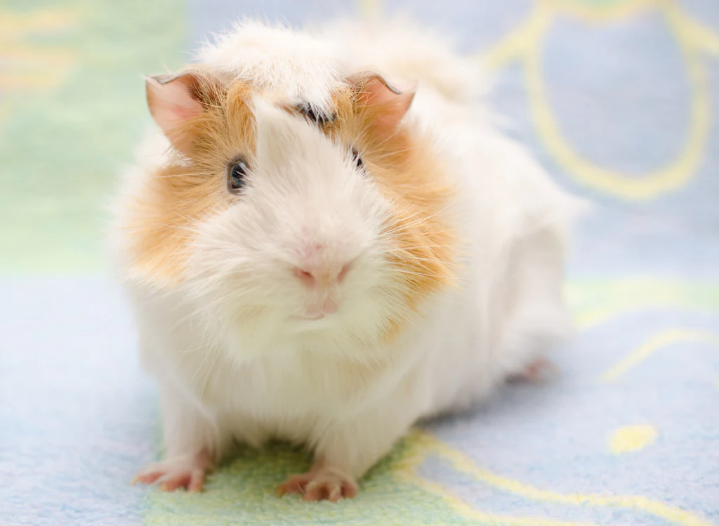Nibbles