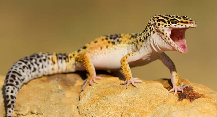 Leo